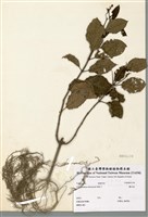 藏品(龍吐珠)的圖片